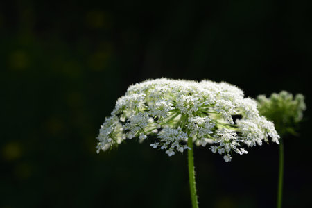 Close up of white hemlock (Apioideae) blooming against a dark background with space for text