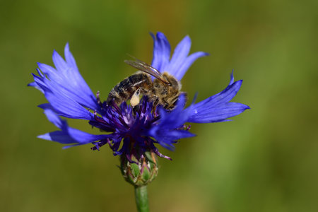 Close-up of a small honey bee sitting on a purple meadow flower, with pollen on its legs, against a green background in natureの写真素材