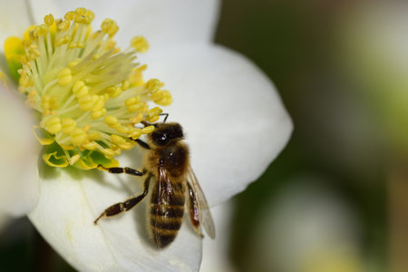 Close-up of freshly bloomed white Christmas roses (Helleborus niger) on which a bee is searching for...