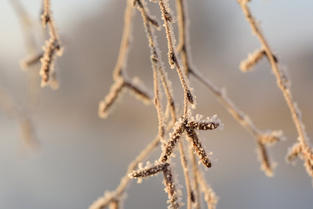 Close-up photography of the bare branches of a birch tree covered in frost, outdoorsの写真素材