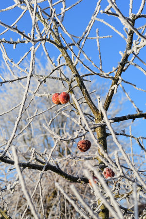 Detail shot of the crown of an apple tree, on which a few red fruits are still hanging in winter, in front of a blue sky. The branches are bare and covered with frostの写真素材