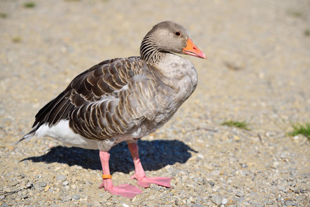 A gray wild goose, which has a plastic ring on its foot, walks over brown sand and stones in Bavaria, outdoorsの写真素材