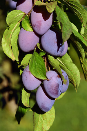 Ripe plums hang from a branch of a plum tree, in a vertical format in summer, against a green backgroundの写真素材