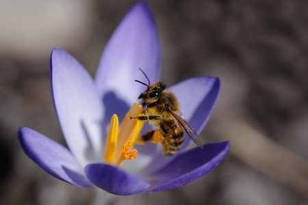 Close up of a spring honey bee sitting on a purple crocus looking for pollen