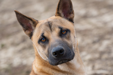 Close-up and portrait of the head of a young Belgian Shepherd Dog looking at the camera.の写真素材