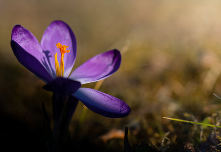 Purple flowering crocus with petals wide open. The pistil glows yellow in the middle. The sun shines from the side and shadows can be seen on the other edge.の写真素材