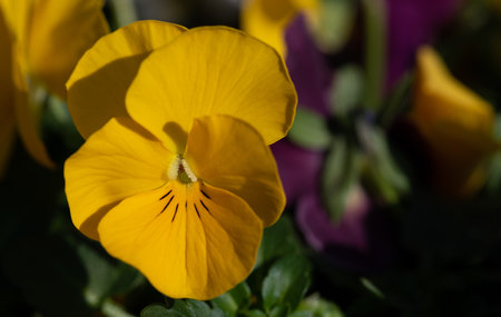 Close up of bright yellow pansies among other flowers in springの写真素材