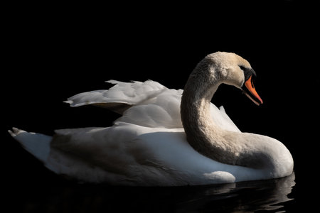 A white swan swims on dark water against a dark backgroundの写真素材