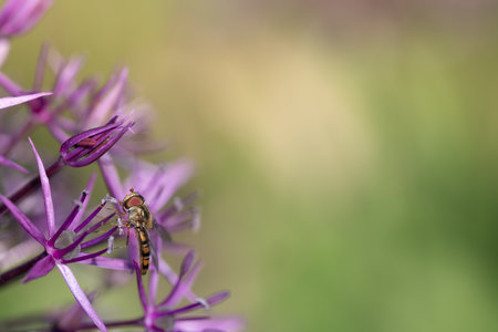 A small hoverfly (Syrphidae) perches on the edge of a purple Allium flower. There is a lot of space...