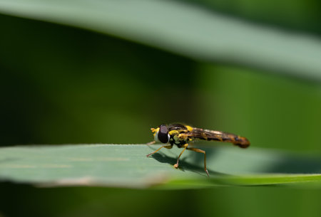 A small yellow black striped hoverfly sits on a green leaf, outdoors against a green background