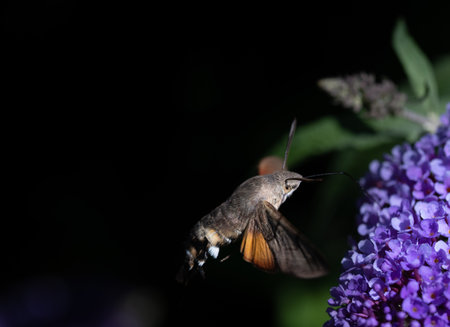 Close-up of a small butterfly, a dovetail (Macroglossum stellatarum), sucking on a purple lilac...