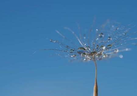 Close-up of the umbrella of a dandelion, on which small delicate drops of water are sitting, against a blue sky in natureの写真素材