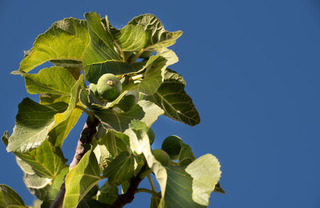 The branch of a fig tree against a blue sky. Green figs grow on it.の写真素材
