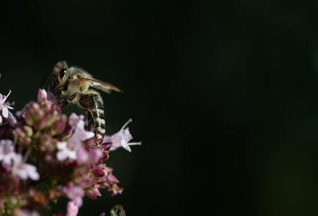 Close up of a small honey bee sitting on small purple wildflowers. The bee sits on the edge. The background is dark. There is space for text.の写真素材