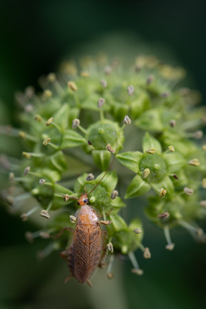 Close-up of a small brown cockroach (Ectobius) perched on an ivy flower.の写真素材