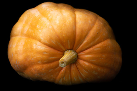 Close up of a giant orange pumpkin, against a dark background in autumn. The pumpkin is wet.の写真素材
