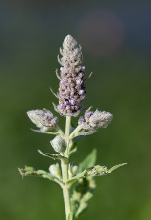 Close-up of a wild mint flower. The buds and the flowers are purple. The leaves are green. The...