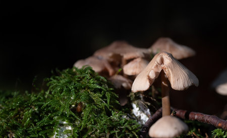 A group of mushrooms with lamellae stands in the forest next to green moss. The background is dark with room for text.の写真素材