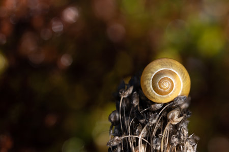A small snail shell sits on top of a withered dried flower with seeds against an autumnal background...