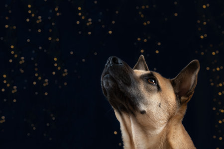 Portrait of a young german shepherd dog looking down at many lights glowing against a dark background.の写真素材