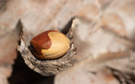 The seed of a palm tree lies on the dry, sawed-off leaf of a palm tree. In the background the stem of the plant.の写真素材