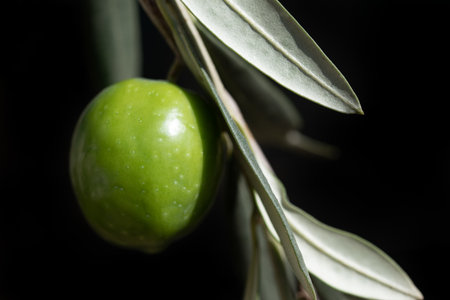 Close-up of a green, shiny and fresh olive hanging from the branch of an olive tree against a dark background.の写真素材