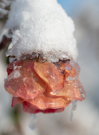 a salmon pink rose in winter. The first snow has fallen. A layer of ice has formed on the petals.の写真素材