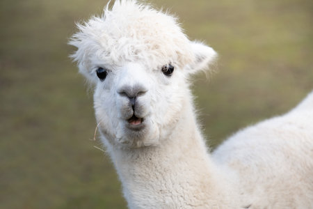 Close up of the head of a white alpaca looking at the camera in amazement with big black eyes.の写真素材