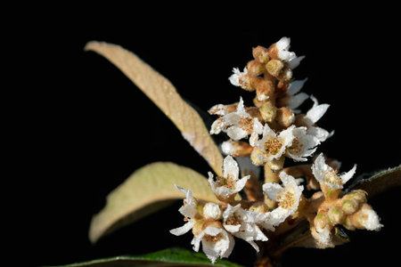 Close up of the flowers of a medlar tree. The inconspicuous white flowers are covered with dewdrops. The background is black.の写真素材