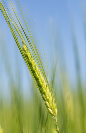 An unripe ear of green barley against a blue sky in a crop field in vertical format. You can see the...