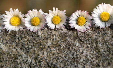 Close-up and background of a granite stone on which several white small daisies lie. The sun is shining in the background.の写真素材