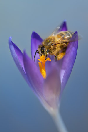 Close-up of a tiny honey bee looking for food on a purple crocus. The bee's body is covered with...
