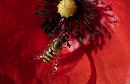 Close-up of a yellow and brown striped hoverfly perched in the center of a red poppy flower