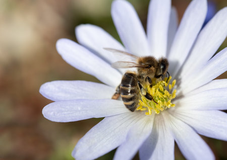 Close up of a honey bee sitting on a white flower looking for pollen.の写真素材