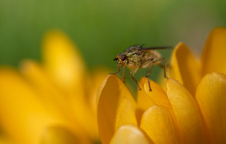 Close-up of a hairy fly sitting on the petals of yellow crocus against a green backgroundの写真素材
