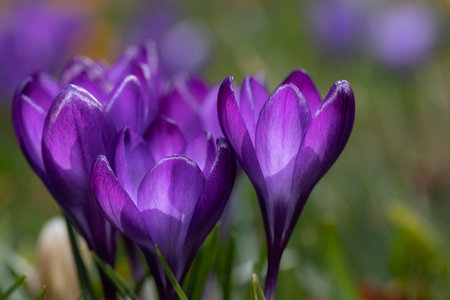 Shot of several purple crocuses growing in a meadow in the sunlight. The petals shine brightly. In the background a meadow.の写真素材