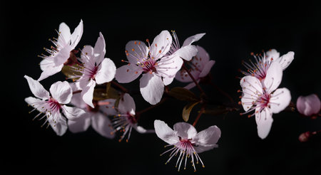 A branch with delicate pink flowers against a dark background. The petals and pollen can be clearly...