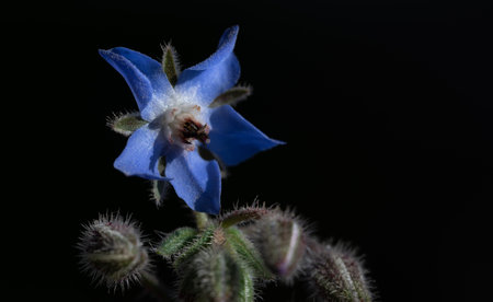 A flower of blooming borage grows against a dark backgroundの写真素材