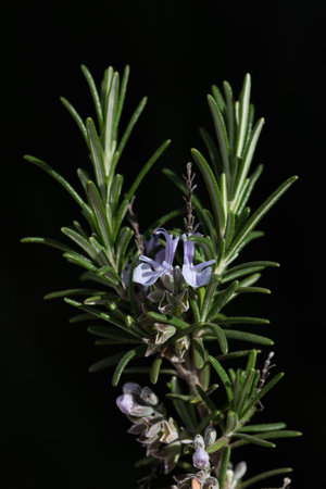 Close-up of a sprig of rosemary with two small purple flowers still growing. The background is dark. The image is in portrait formatの写真素材