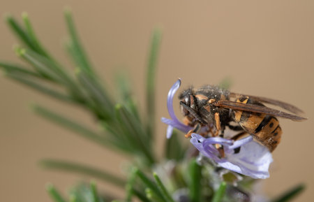 Close-up of a striped wasp perched on the flower of a rosemary branch. The background is light. Close-up of a striped wasp perched on the flower of a rosemary branch. The background is light.の写真素材