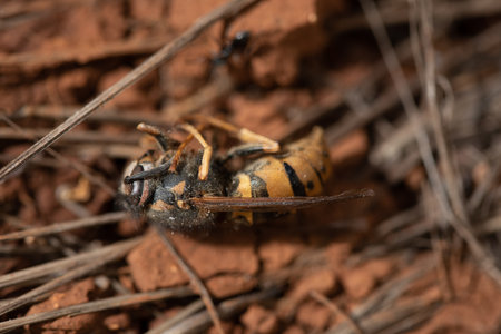 A dead wasp lies on the brown earth between dry branches. An ant can be seen awkwardly.の写真素材