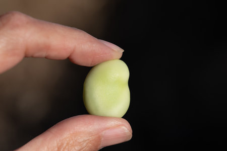 Two fingers of one hand hold the green, fresh seed of a broad bean. The background is dark with bright highlights. The bean is smooth.の写真素材