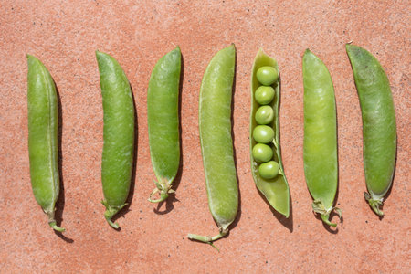 Several ripe pea pods lie next to each other. The pods are green. They lie on a red background. All pods are closed, only one is open and you can see the seeds.の写真素材