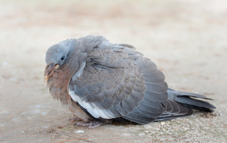 An old wood pigeon, with ruffled plumage, sits on the bare earth. The dove is gray with a red breast. The beak is rough and worn.の写真素材