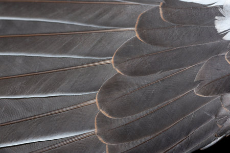Close-up, texture and background of the plumage of a gray pigeon. The feathers are from the bird's wing and are spread.の写真素材