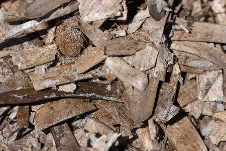 Detail, texture and background of dried seaweed residue that has washed ashore. The algae are brownの写真素材