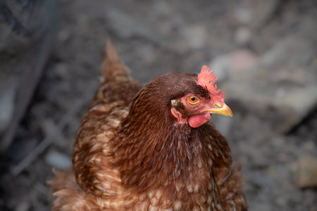 Close up of a domestic brown chicken photographed in front of the ground. The animal looks to the side. The background is gray with space for text.の写真素材