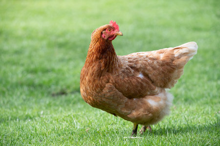 Close-up of a female brown domestic chicken standing in a green meadow. The chicken looks around, backwards.の写真素材