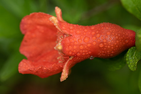 Close-up of a pomegranate flower covered in water droplets. part of the petals are already missingの写真素材