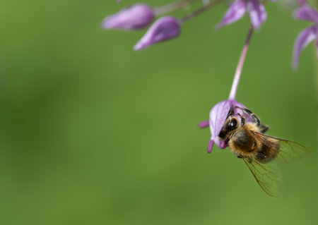 A small honey bee hangs on a purple allium flower. The bee puts its head in a calyx. There is plenty...